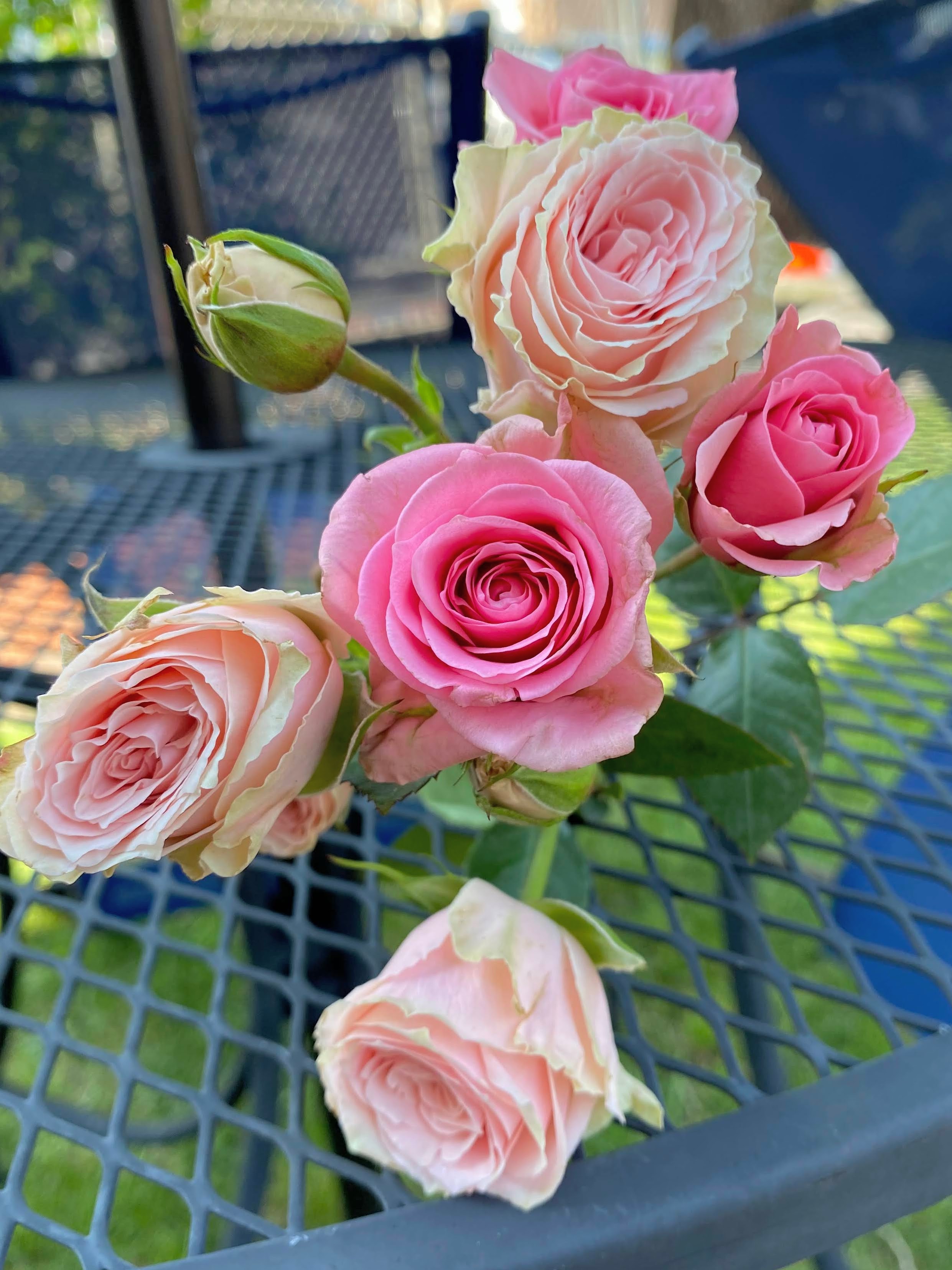 Pink Spray Roses